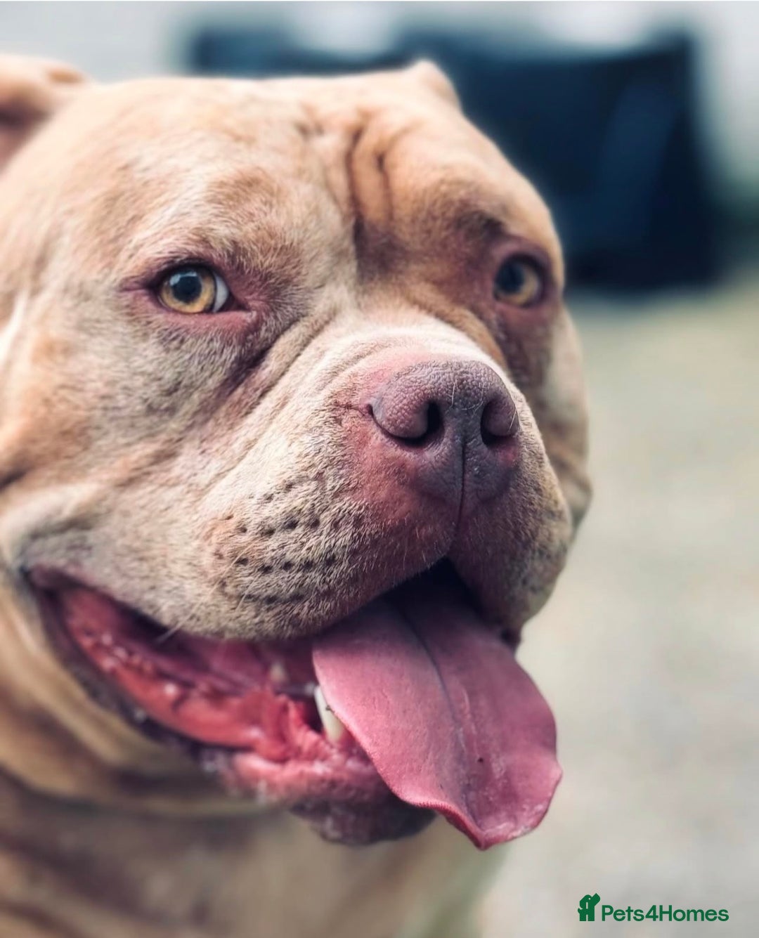 American Bully dogs for sale: Gugo American bully chocolate merle  - Advert 1