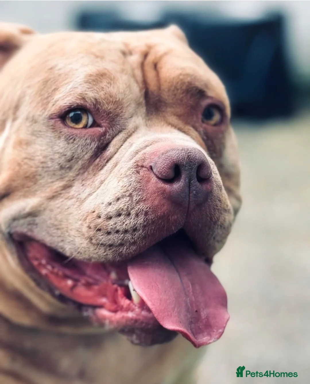 American Bully dogs for sale: Gugo American bully chocolate merle  - Advert 1