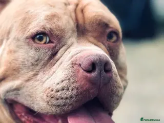 American Bully dogs Gugo American bully chocolate merle - Advert 5