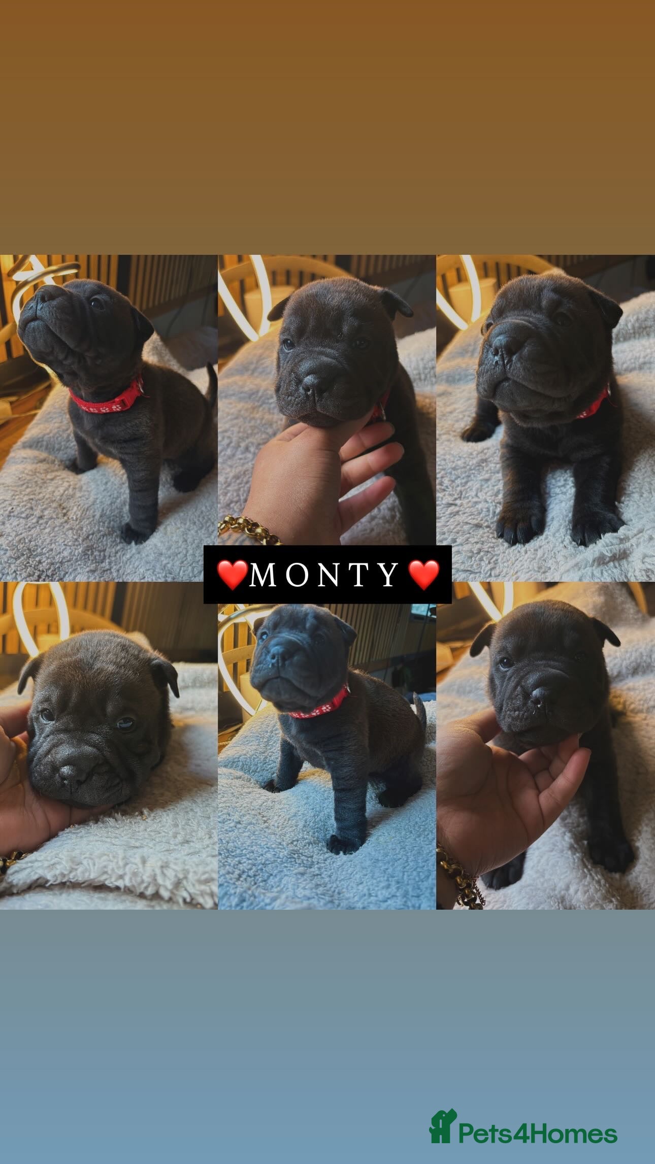 Shar Pei dogs Black sable Sharpeis 🐾 JUST 1 LEFT🤍 - Advert 5