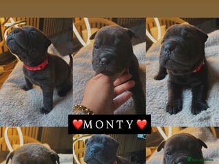 Shar Pei dogs Black sable Sharpeis 🐾 JUST 1 LEFT🤍 - Advert 4