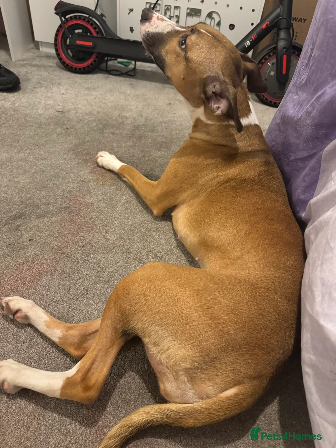 Mixed Breed dogs for sale: Bella female dog  - Advert 6