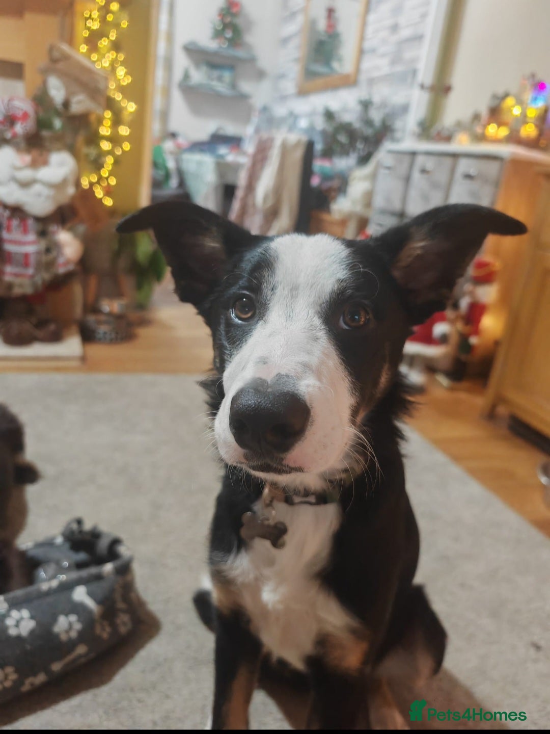 Border Collie dogs for sale: Border Collie Tri Colour - Advert 8