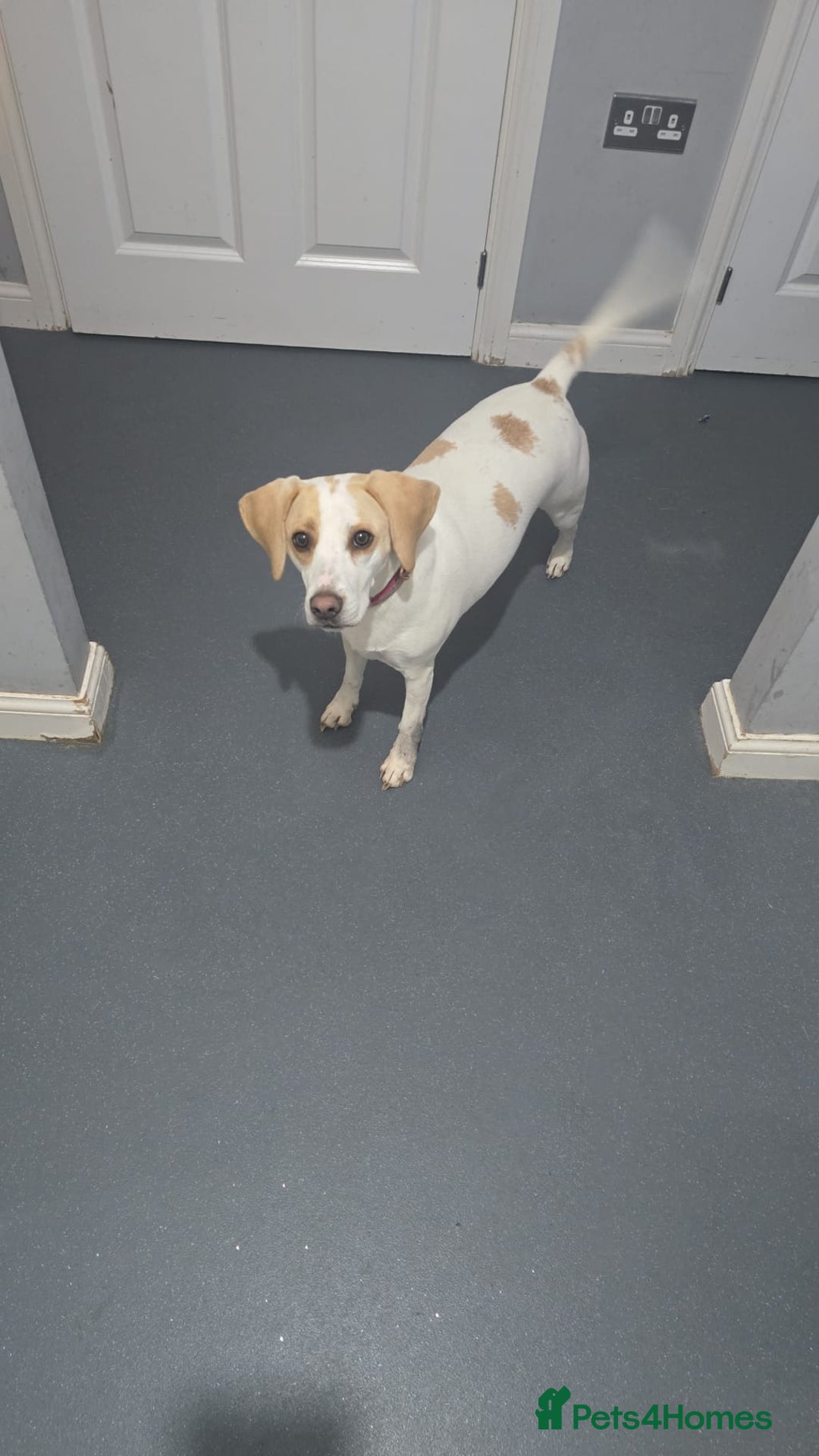 Beagle dogs for sale: 2 year old female Beagle for sale - Advert 2