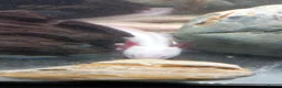 Axolotl reptiles for sale: Golden. And. Dirty Lucy axolotls 2 males - Advert 3