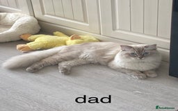 Ragdoll cats for sale: 7 ragdoll cats & kittens  - Image 4