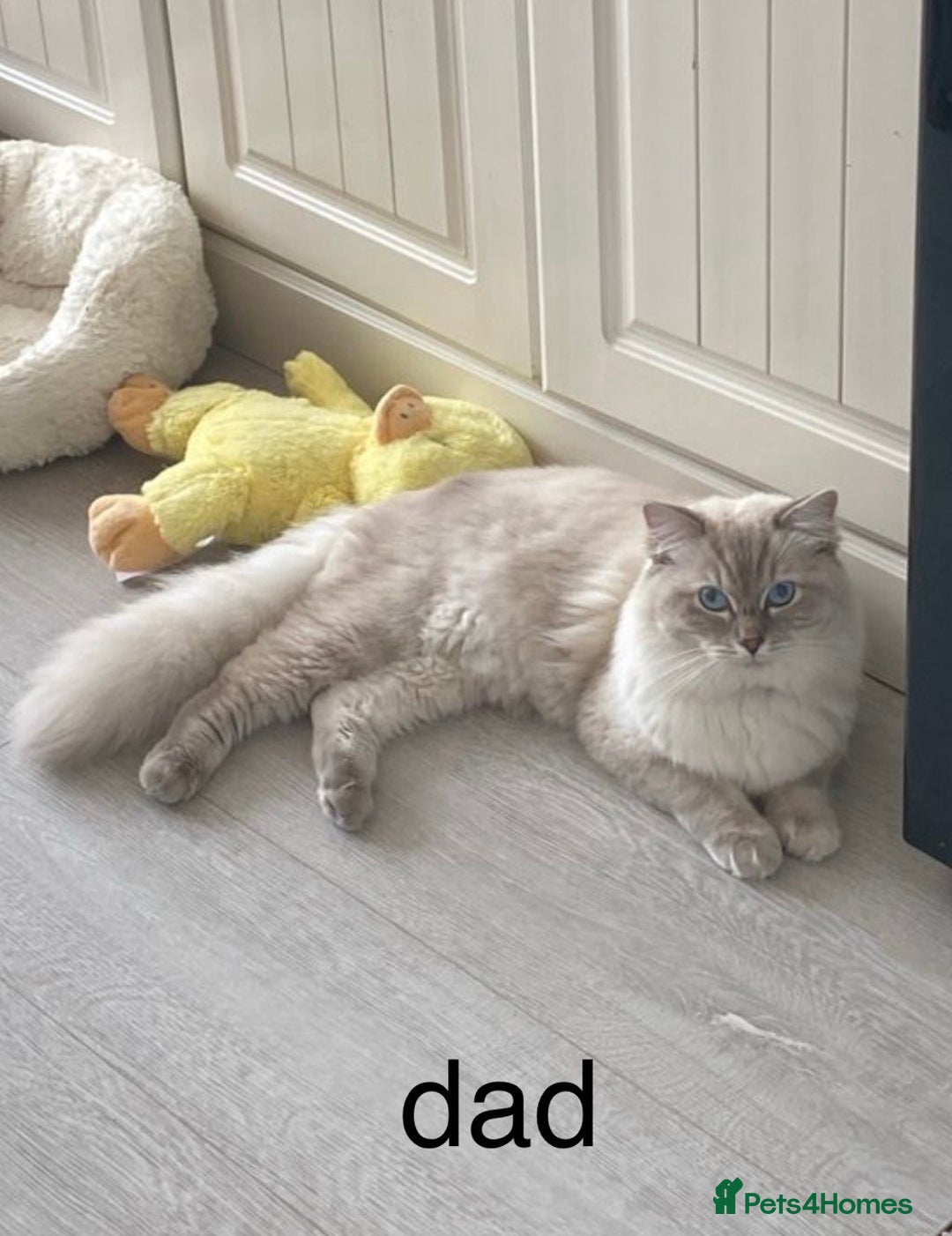 Ragdoll cats for sale: 7 ragdoll cats & kittens  - Image 4