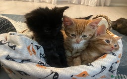 Mixed Breed cats for sale: 🐱 Gorgeous Kittens Looking for a Loving Homes 🏡 - Image 6