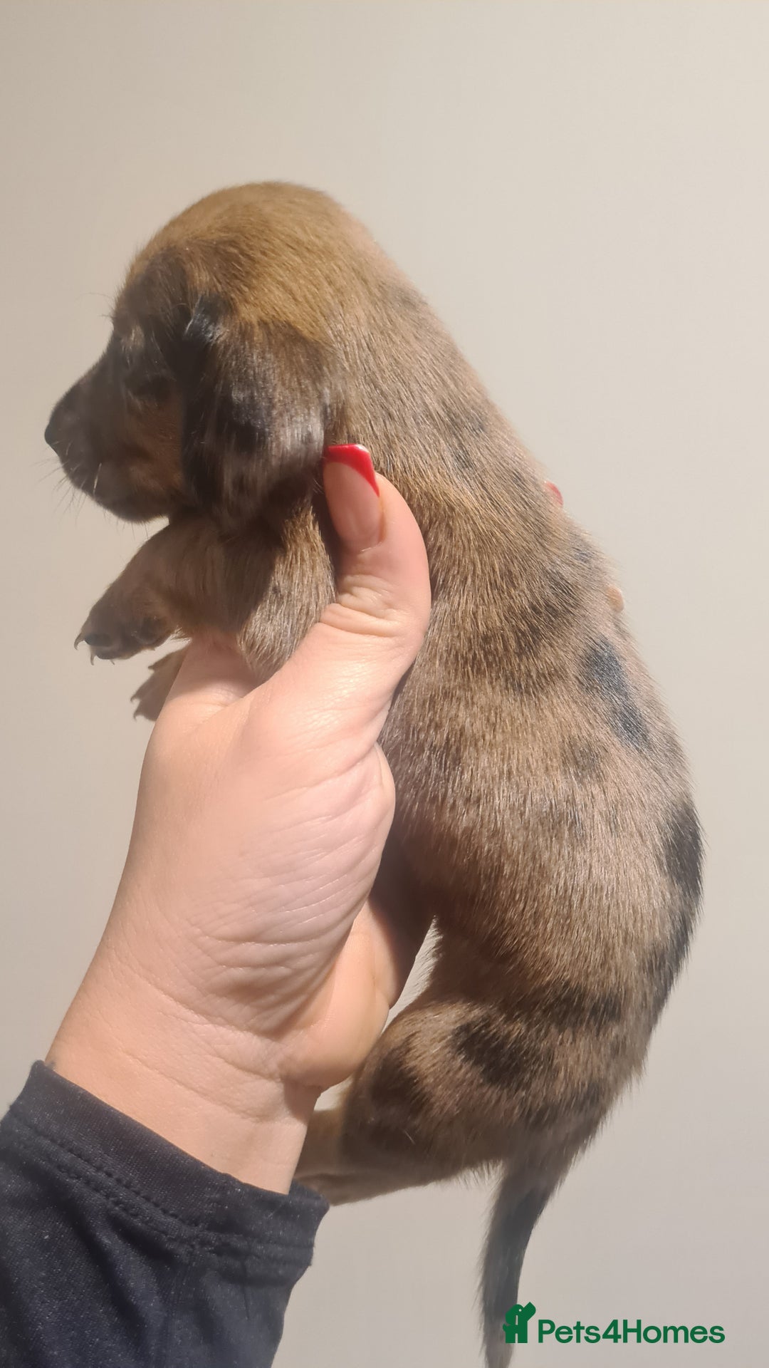 Miniature Dachshund dogs for sale: Beautiful bundle of boy mini daxies  - Advert 4