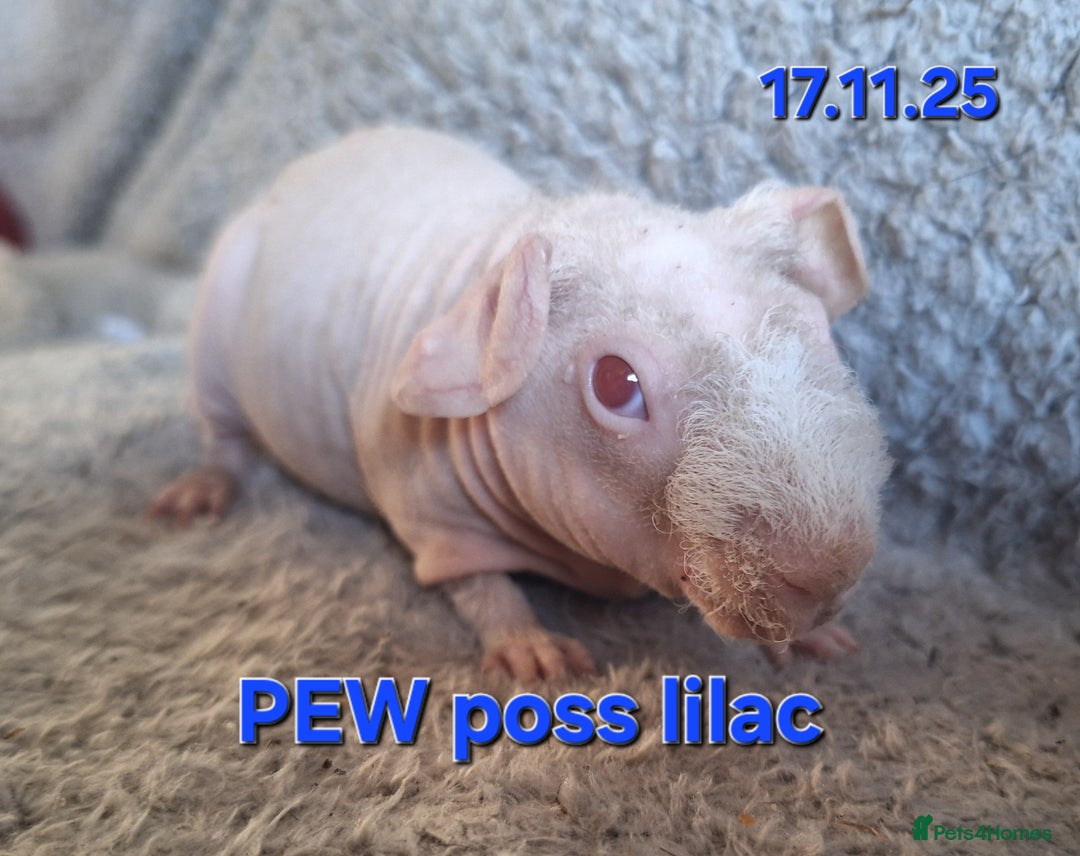 Guinea Pig rodents for sale: 2 male skinny pig boars  - Advert 2