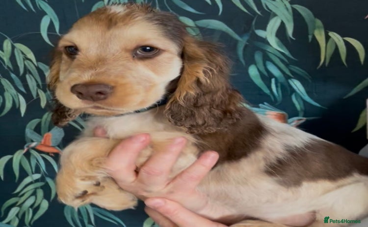 Cocker Spaniel dogs - Advert 6