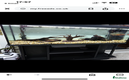 Piranhas fish for sale: Red bellied pirahna - Image 1