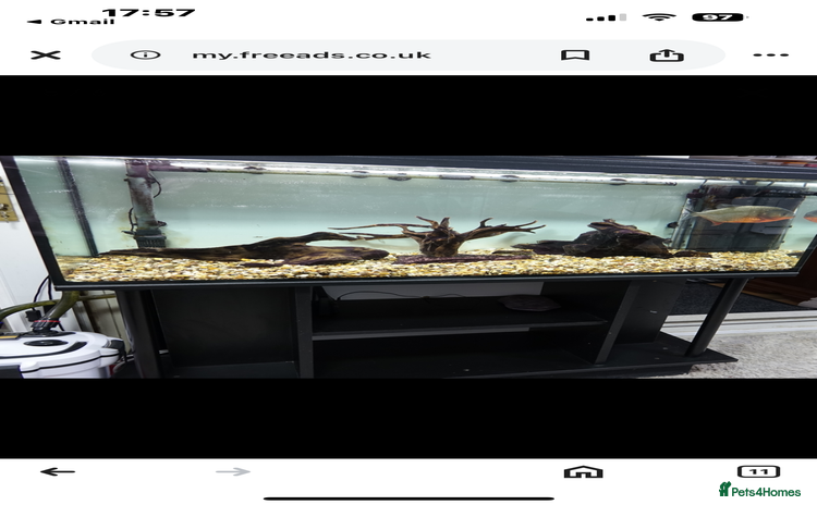 Piranhas fish - Advert 1
