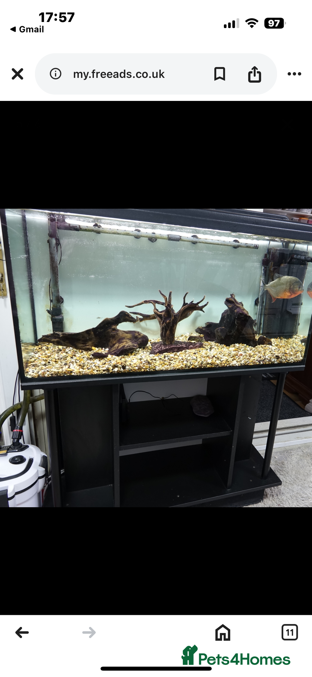 Piranhas fish for sale: Red bellied pirahna - Image 1