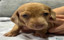 Miniature Dachshund dogs for sale: Beautiful KC Reg Miniature Dachshund Puppies - Image 4