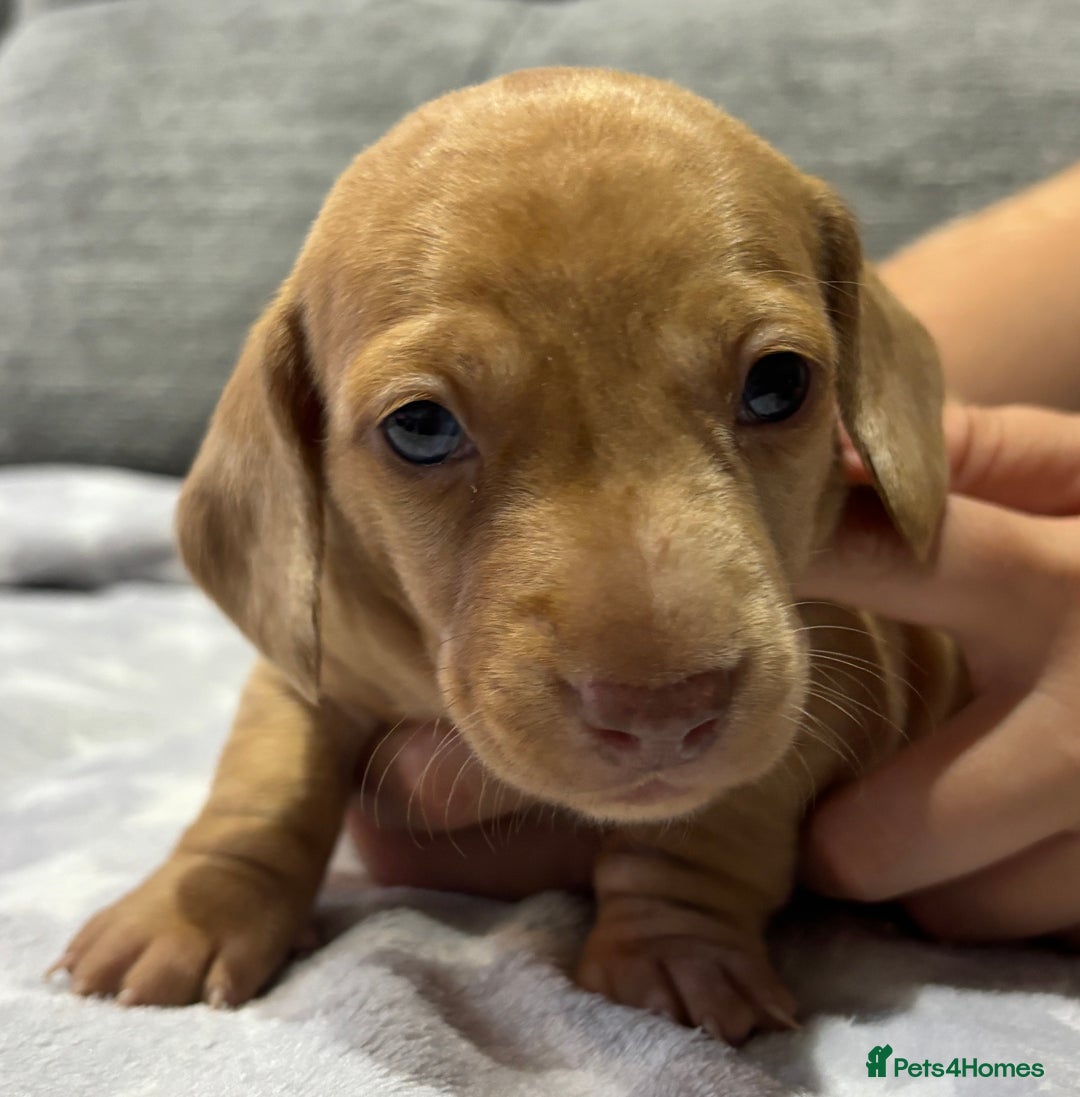 Miniature Dachshund dogs for sale: Beautiful KC Reg Miniature Dachshund Puppies - Image 4