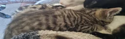Mixed Breed cats for sale: Very pretty kittens looking for their loving home - Advert 5