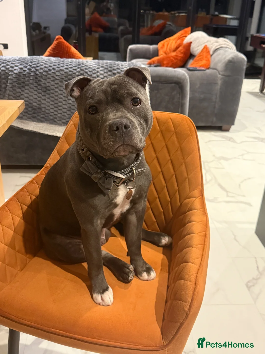 Staffordshire Bull Terrier dogs for stud: Up for stud!  in Wigan - Advert 9