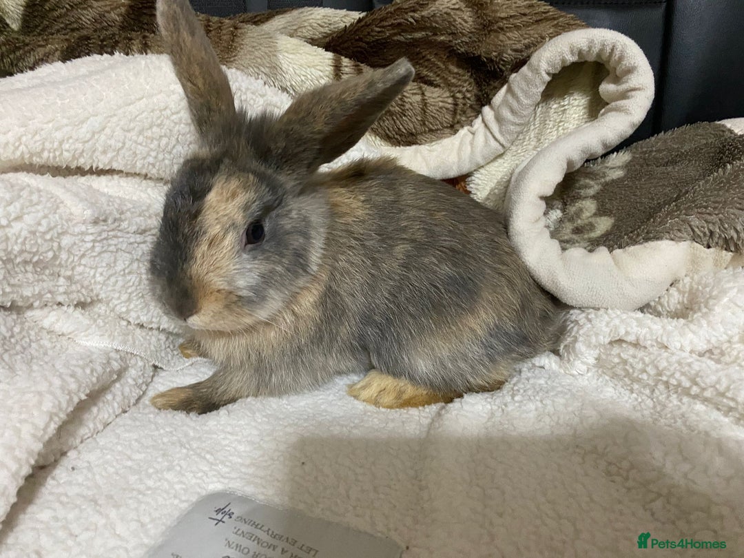 Mixed Breed rabbits for sale: Beautiful Bunnies Ready For New Homes - Advert 19