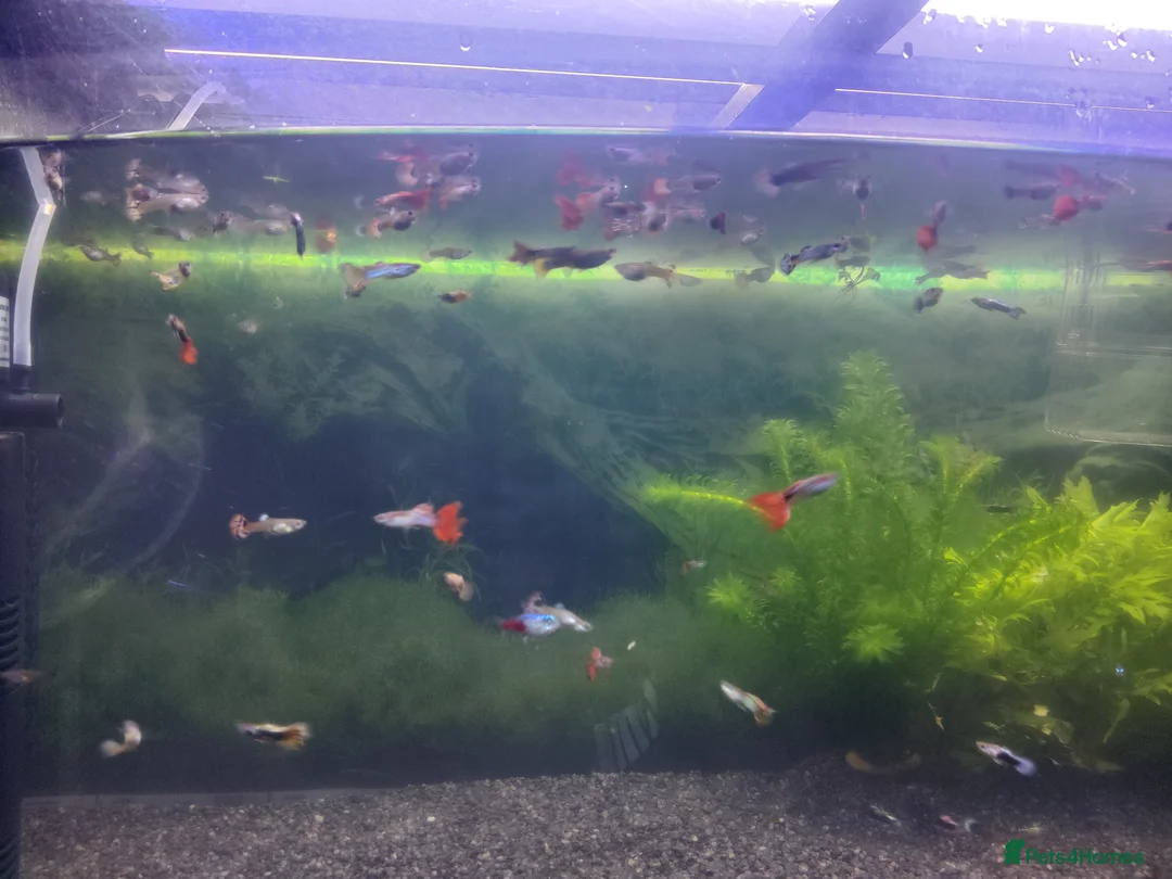 Tetras fish for sale: Guppys for sale  - Advert 3