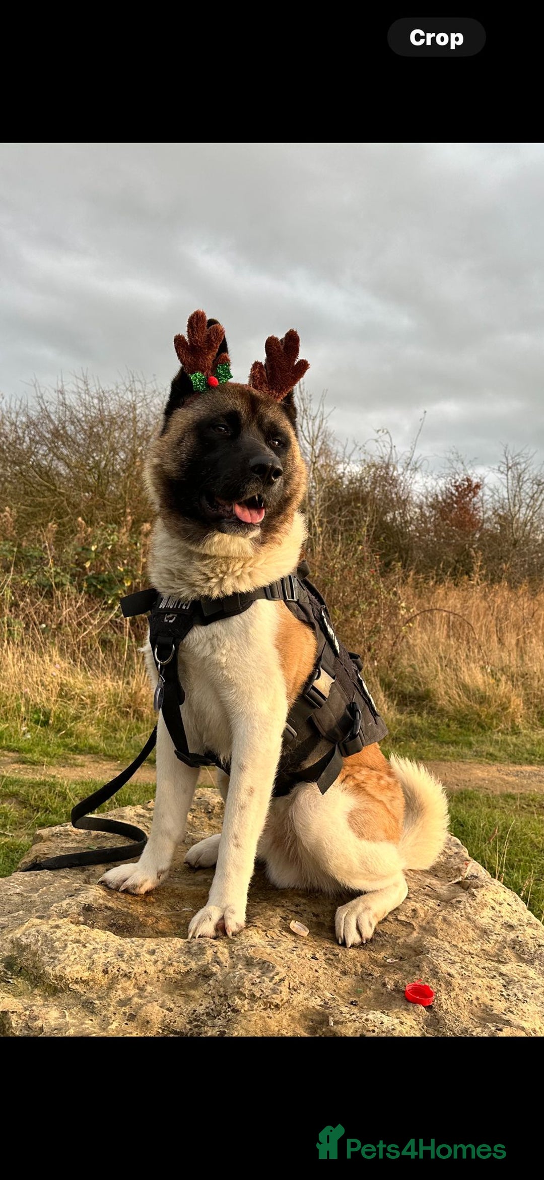 Akita dogs for sale: American Akita pups - Image 2