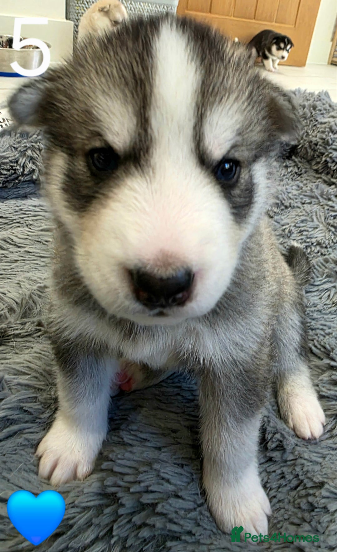 Siberian Husky dogs for sale: Siberian Husky Puppies - Image 10