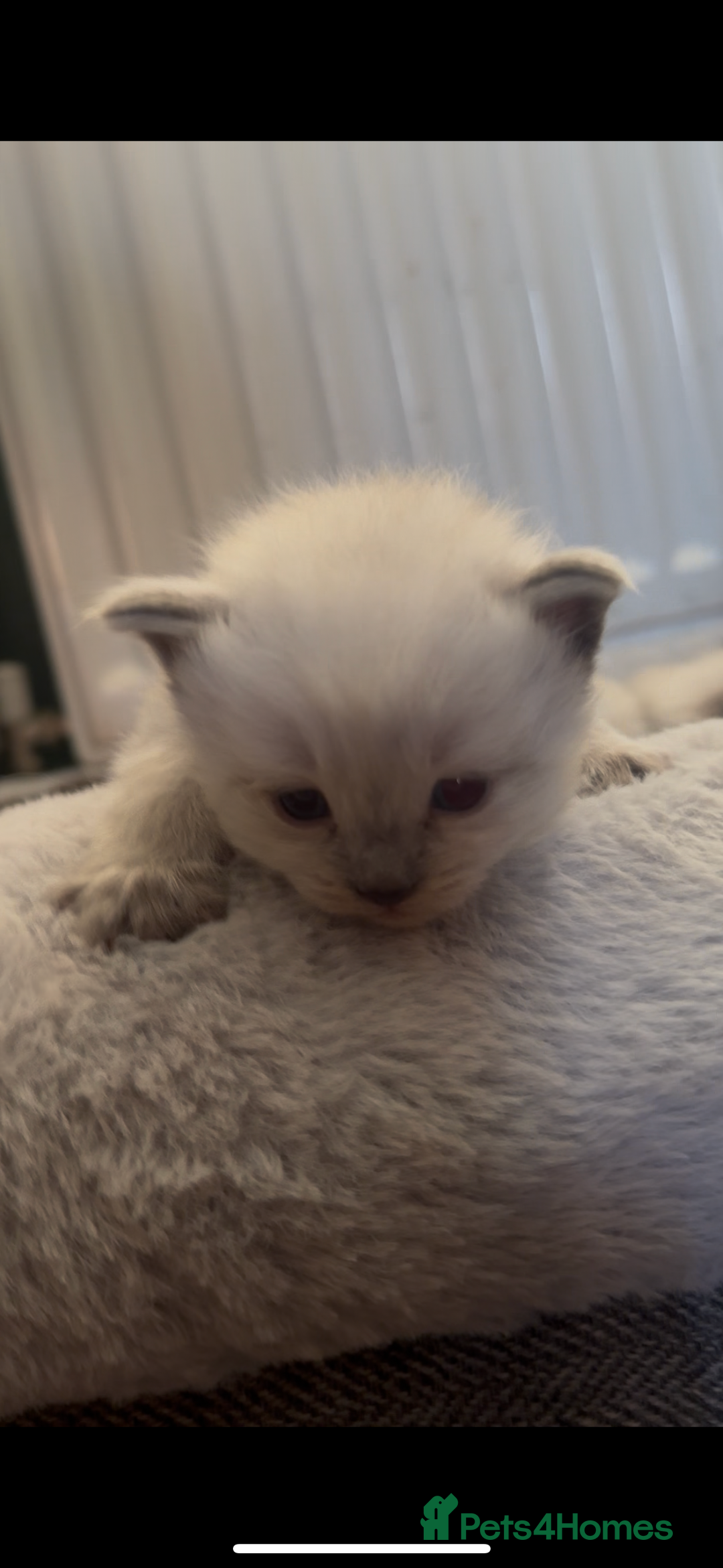 Siberian cats for sale: One male full Siberian kitten  - Image 21