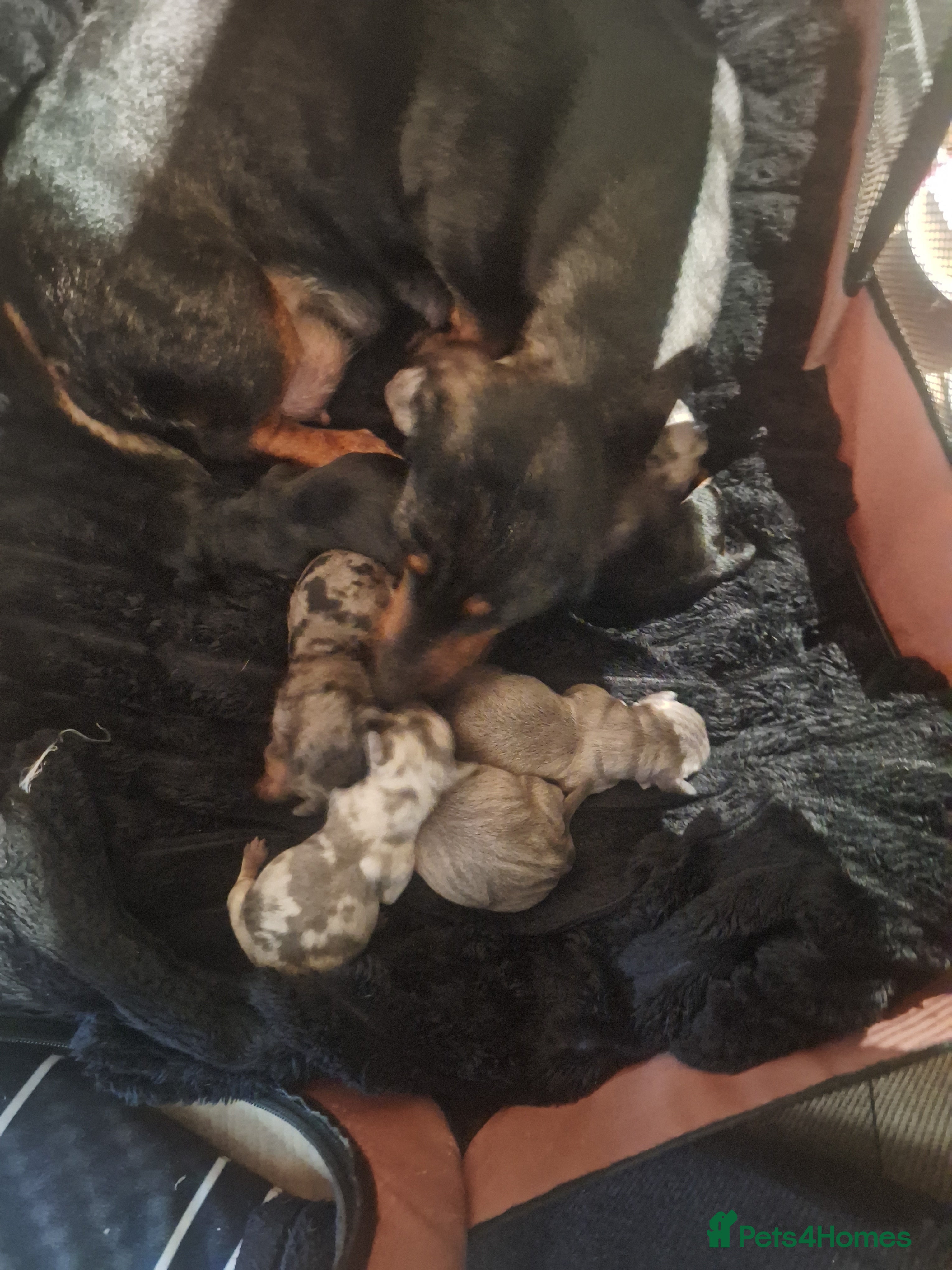 Dachshund dogs Miniature Dachshunds in Wigan - Advert 2