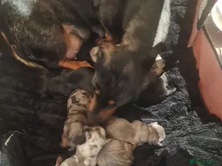 Dachshund dogs Miniature Dachshunds in Wigan - Advert 1