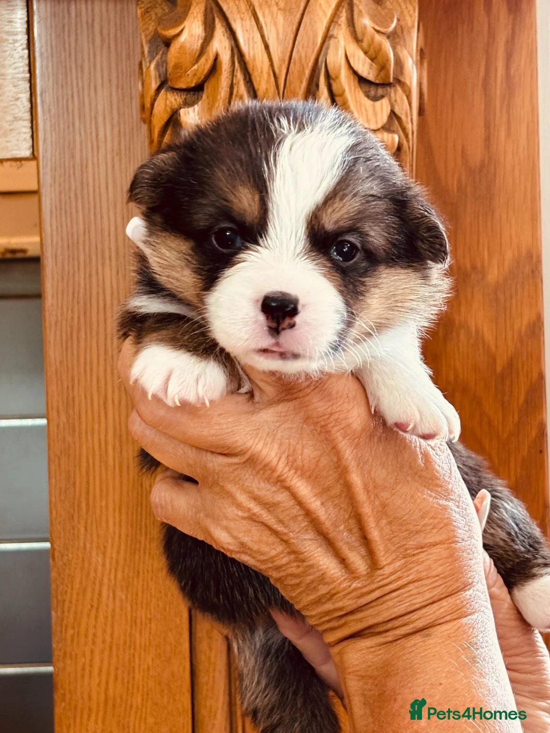 Welsh Corgi Pembroke dogs for sale: Lovely KC pedigree puppies health tested parents - Advert 1
