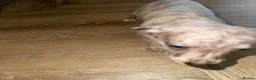 Whippet dogs for sale: 2 Stunning KC registered boys left - Advert 9