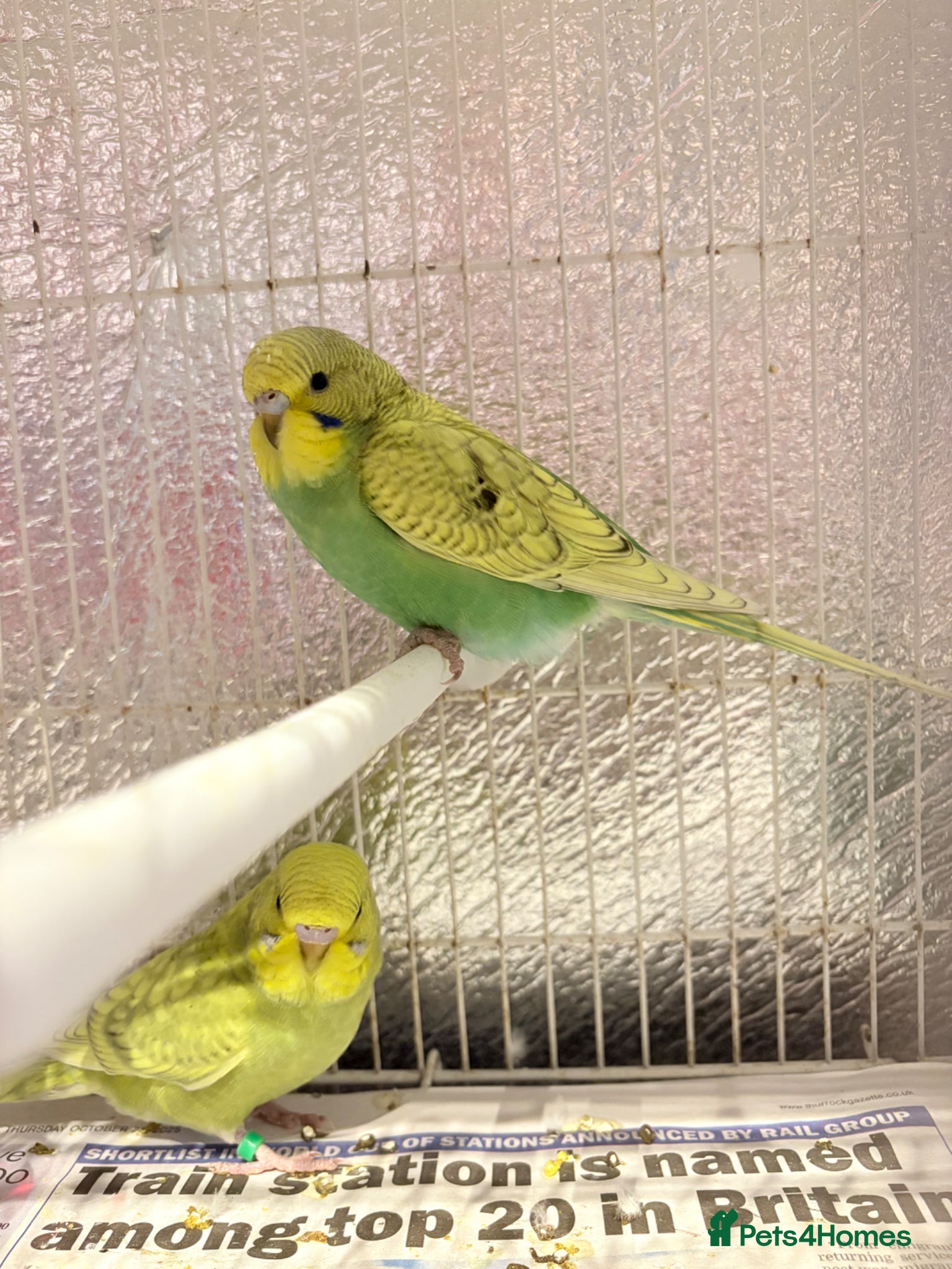 Budgerigars birds Baby budgies  - Advert 1