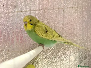 Budgerigars birds Baby budgies - Advert 1