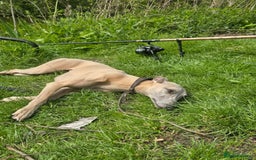 Whippet dogs for sale: CHAMPION SHOW BLOOD KC WHIPPET PUPS - Image 7