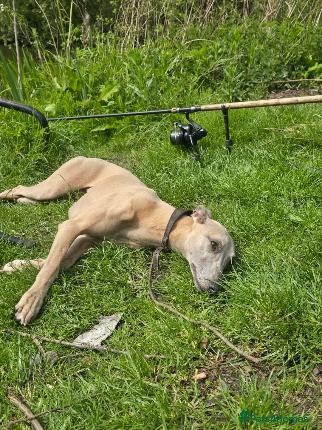 Whippet dogs for sale: CHAMPION SHOW BLOOD KC WHIPPET PUPS - Image 7