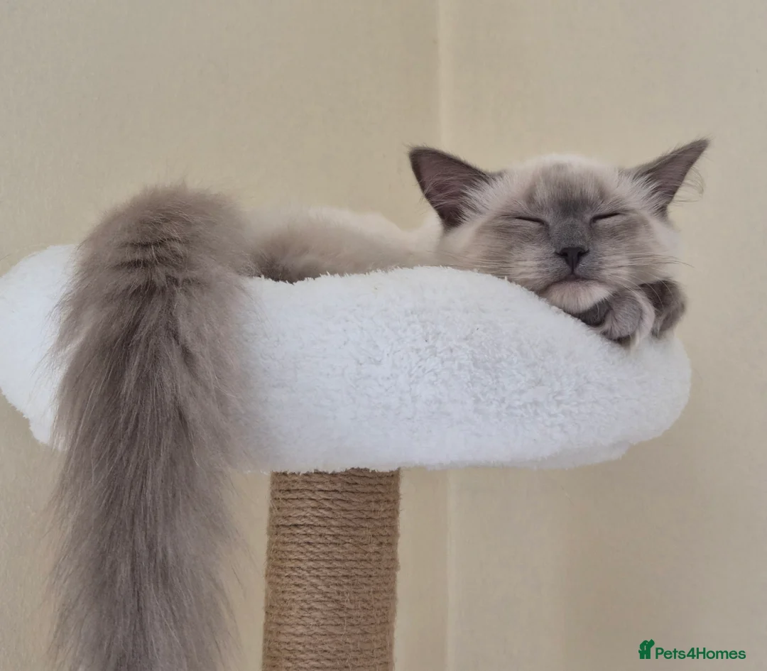 Ragdoll cats for sale: Gorgeous ragdoll kitten 😻 - Advert 6