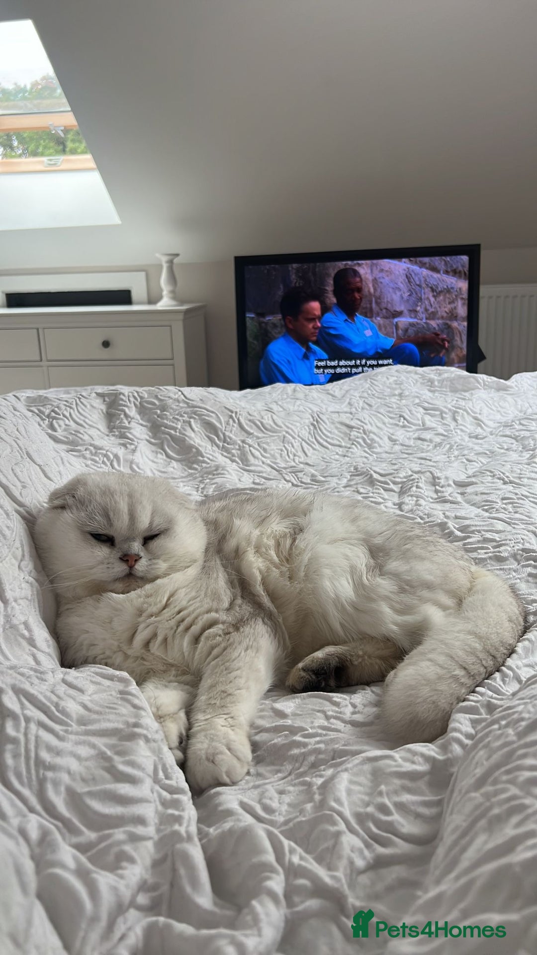 Scottish Fold cats for sale: Scottish fold (triple fold) - Image 10