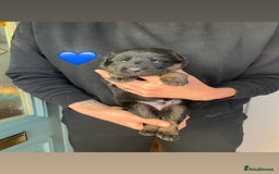 German Shepherd dogs for sale: Beautiful black and gold German shepherd puppies  - Image 4