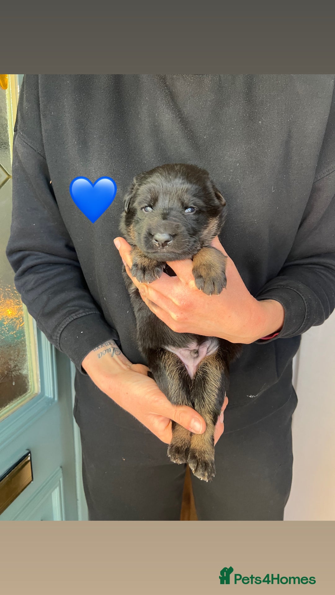 German Shepherd dogs for sale: Beautiful black and gold German shepherd puppies  - Image 4