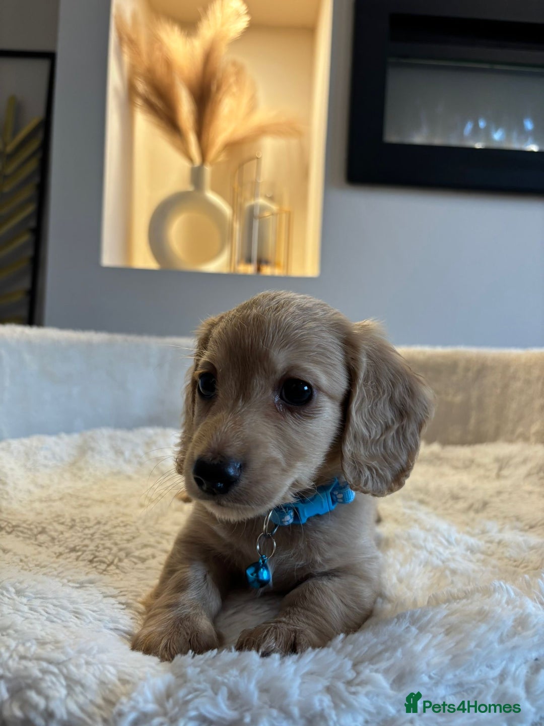 Miniature Dachshund dogs for sale: Long hair cream mini dachshund puppies 30th july in Liverpool - Image 32