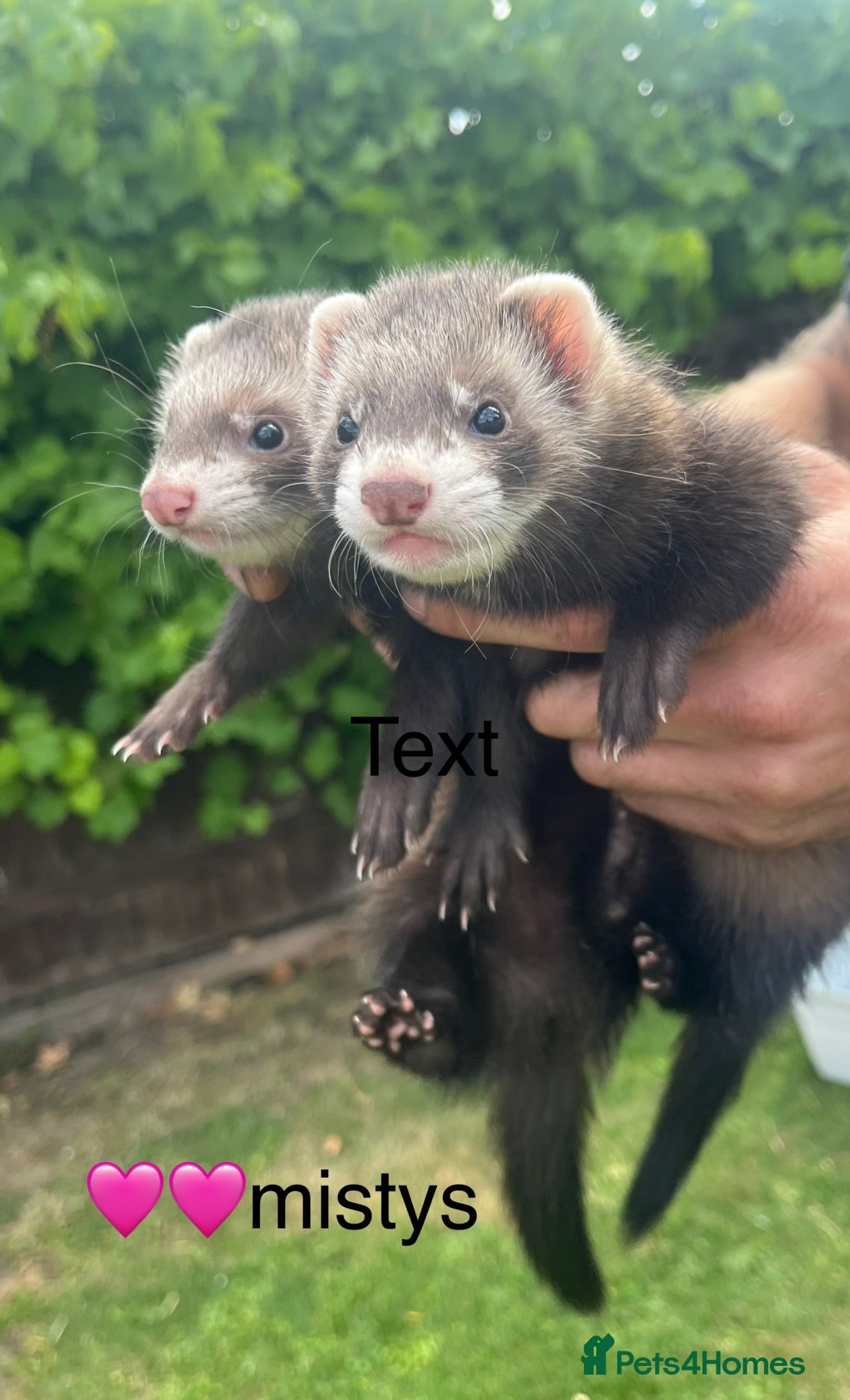 Ferret rodents Ferret kits - Advert 2