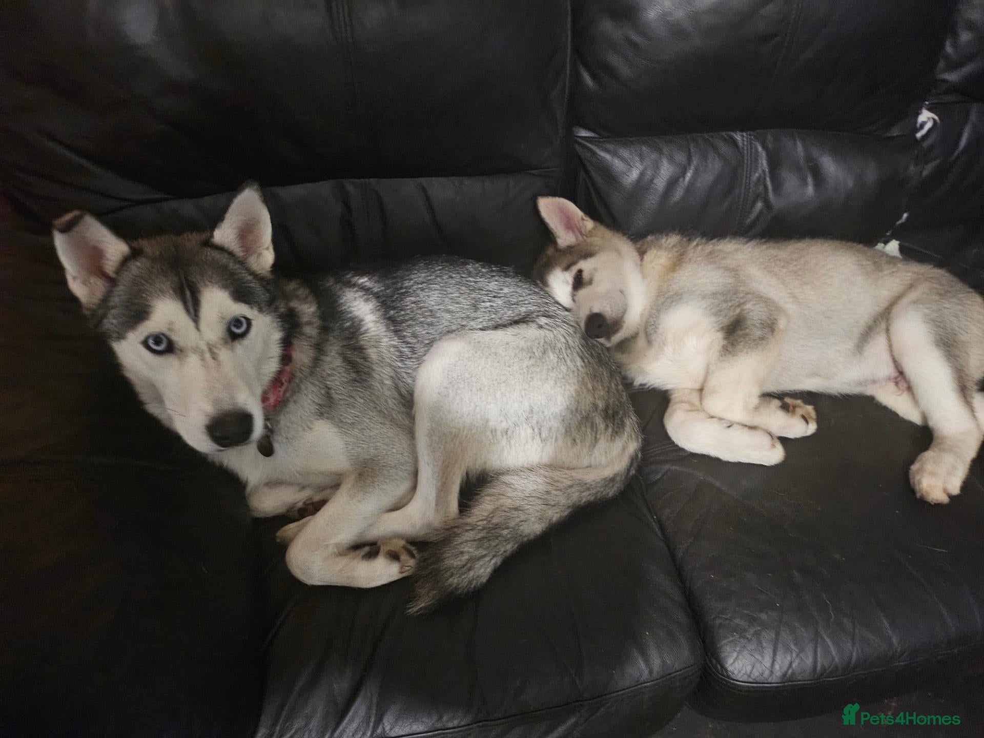 Shepsky dogs for sale: 6 Gorgeous Shepsky puppies for sale - Advert 3