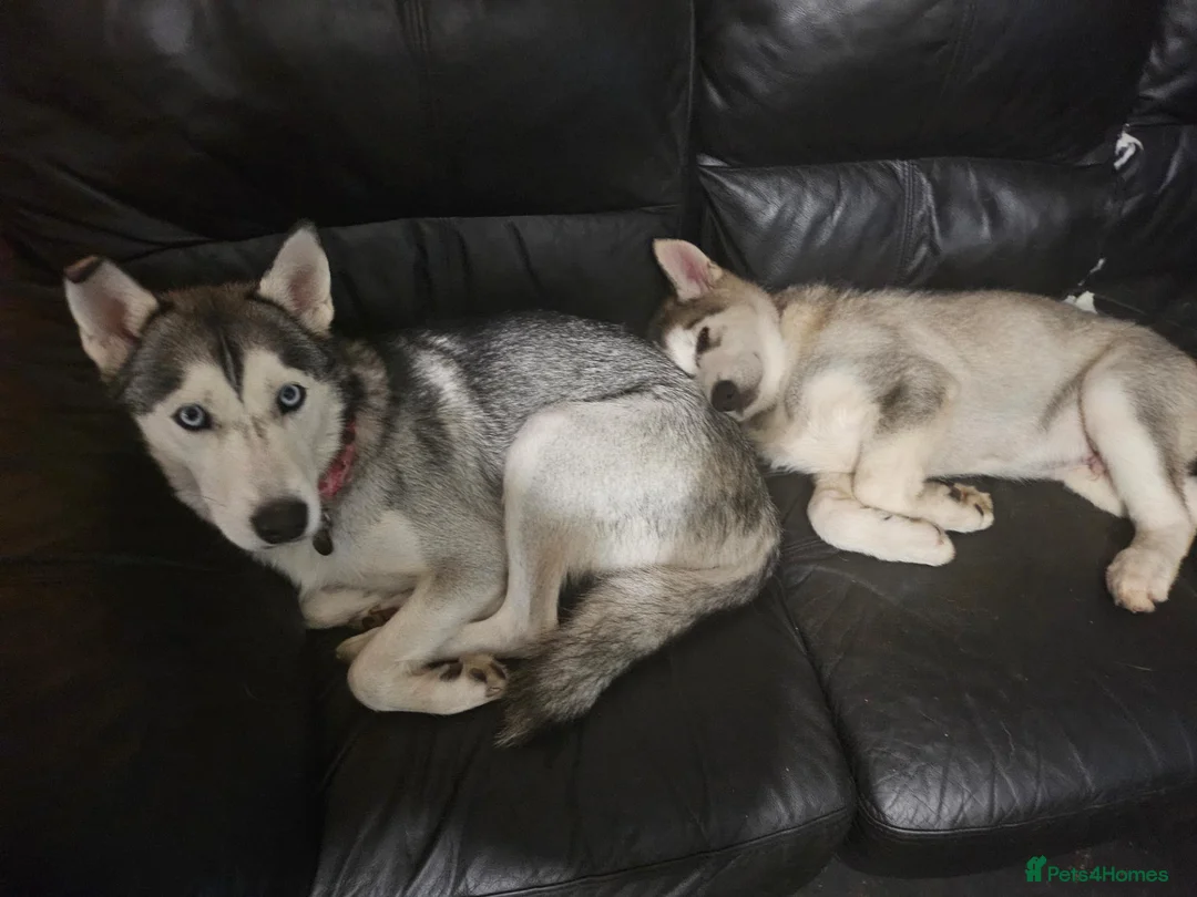 Shepsky dogs for sale: 6 Gorgeous Shepsky puppies for sale - Advert 1