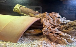 Bearded Dragon reptiles for sale: Bearded Dragon (Plus Full Set Up) Needs a New Home - Image 4