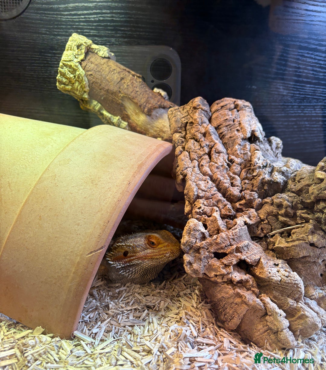 Bearded Dragon reptiles for sale: Bearded Dragon (Plus Full Set Up) Needs a New Home - Image 4