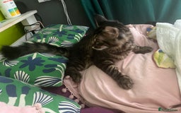 Maine Coon cats for sale: Gorgeous Black & Black Smoke kittens TICA parents - Image 38