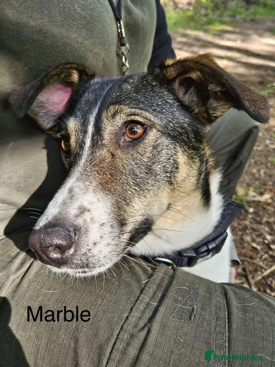 Mixed Breed dogs for adoption: Marble seeks forever home - Advert 2
