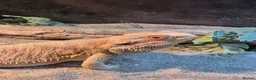 Bearded Dragon reptiles for sale: Male bearded dragon in Chinnor - Advert 6