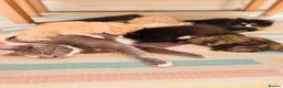 British Shorthair cats for sale: British Shorthair / Ragdoll kittens - Ready Now - Advert 3
