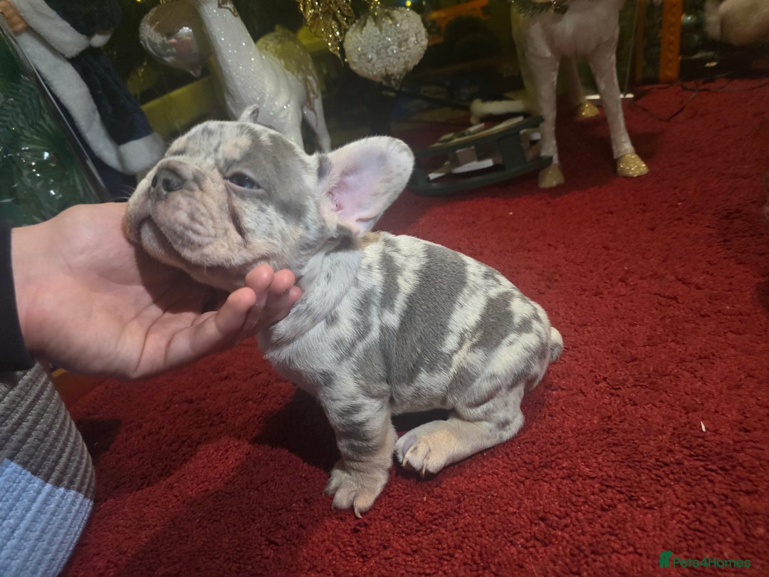 French Bulldog dogs for sale: French bulldog Puppy  😍 - Advert 19